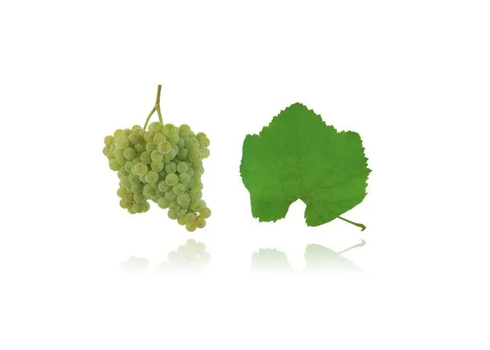 Cacho e folha da casta ALVARINHO