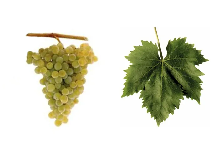 Cacho e folha da casta MOSCATEL GRAÚDO