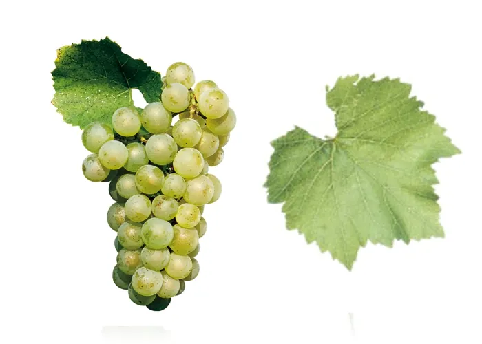 Cacho e folha da casta CHARDONNAY