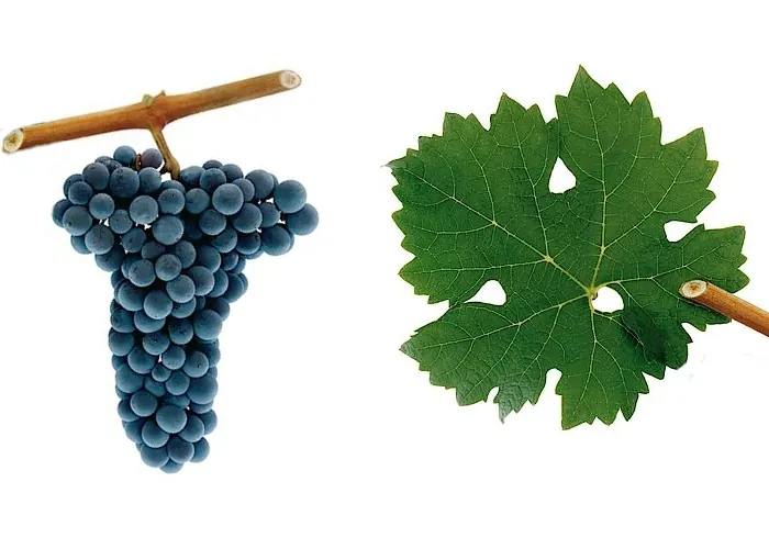 Cacho e folha da casta CABERNET SAUVIGNON
