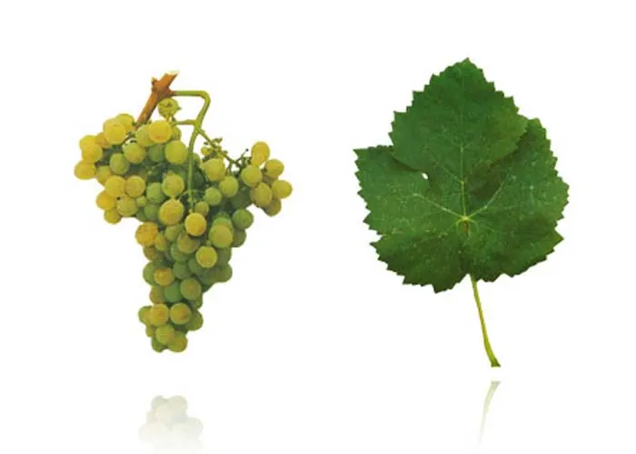 Cacho e folha da casta MALVASIA-FINA