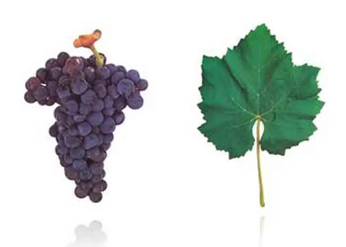 Cacho e folha da casta SYRAH